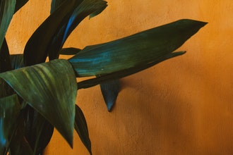 Thick green leaves against an ocre-colour wall. This photo is by Mark Neal from Unsplash.