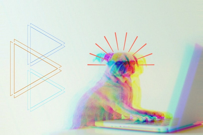 A pug is seemingly working on a laptop.